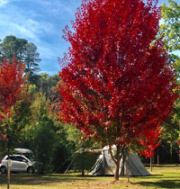 Caravan Park in central Beechworth near Lake Sambell